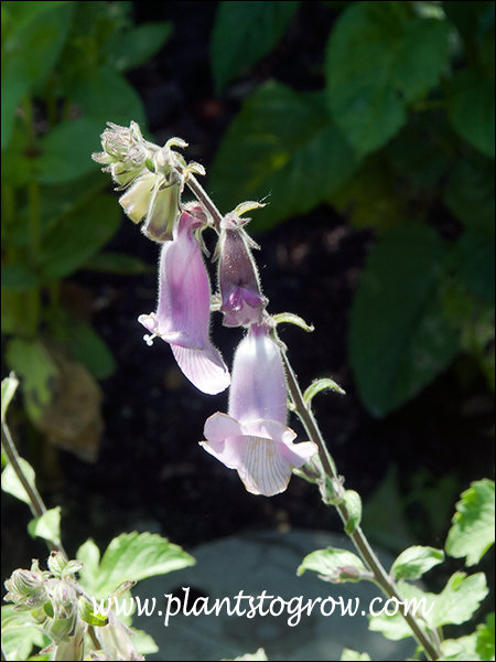 The small Fox Glove like flower.
